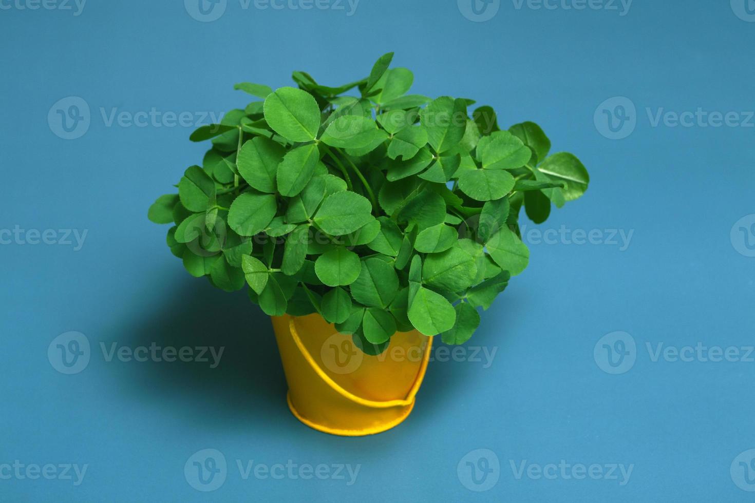 Still life on a blue background a bouquet of clovers in a yellow bucket close up, copy space photo