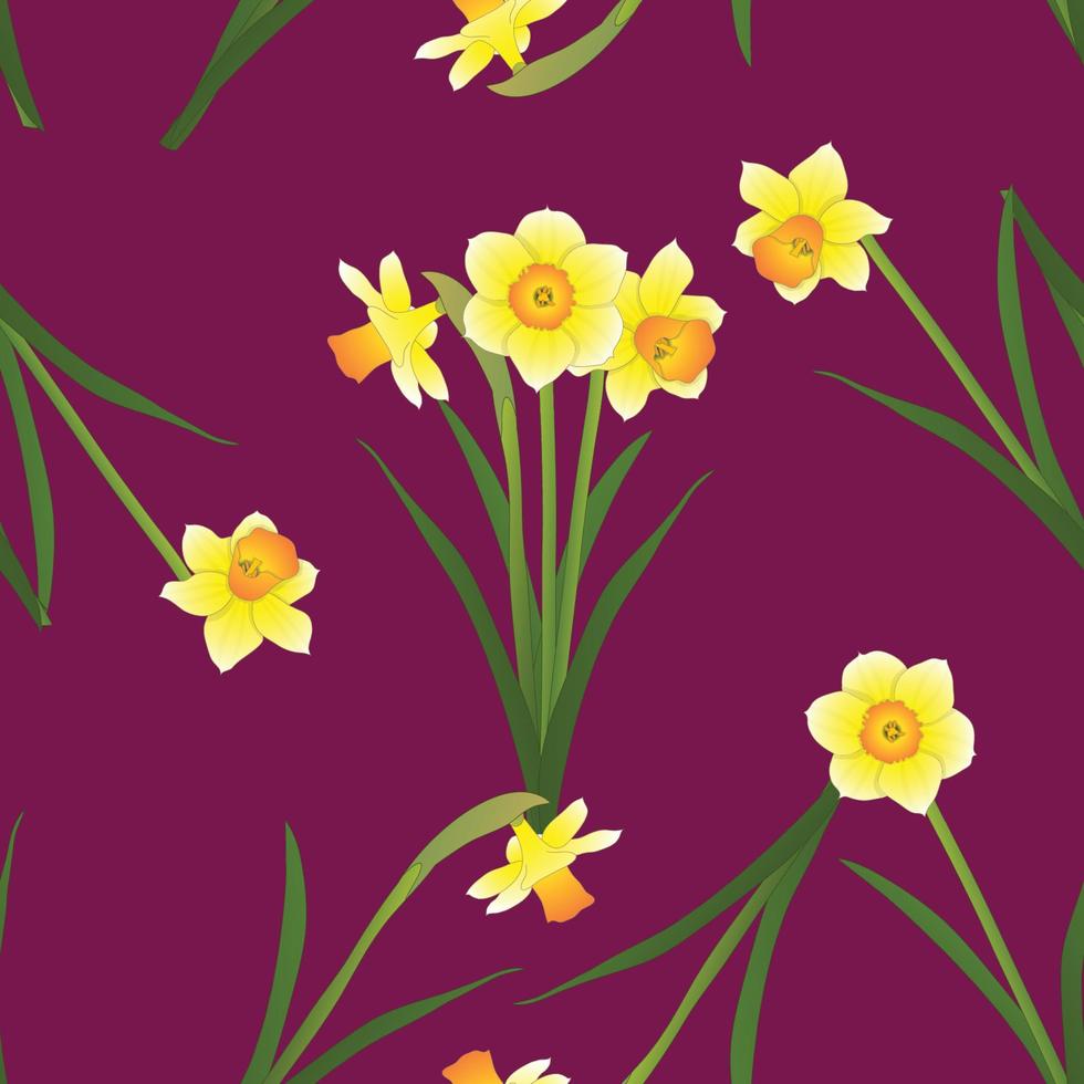 Daffodil - Narcissus on Red Violet Background. Vector Illustration