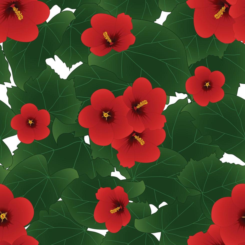 Red Hibiscus syriacus - Rose of Sharon isolated on White Background vector