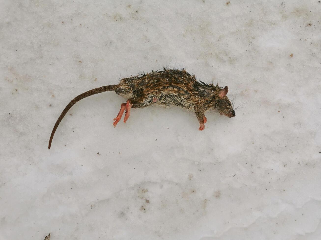 dead rat lying in the snow on a winter day photo