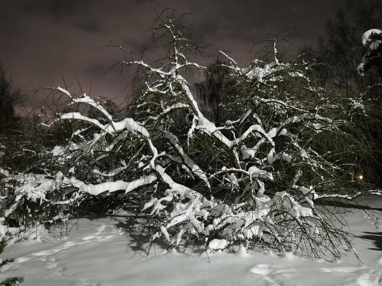 parque de invierno en la noche árboles en el callejón de nieve con linternas foto