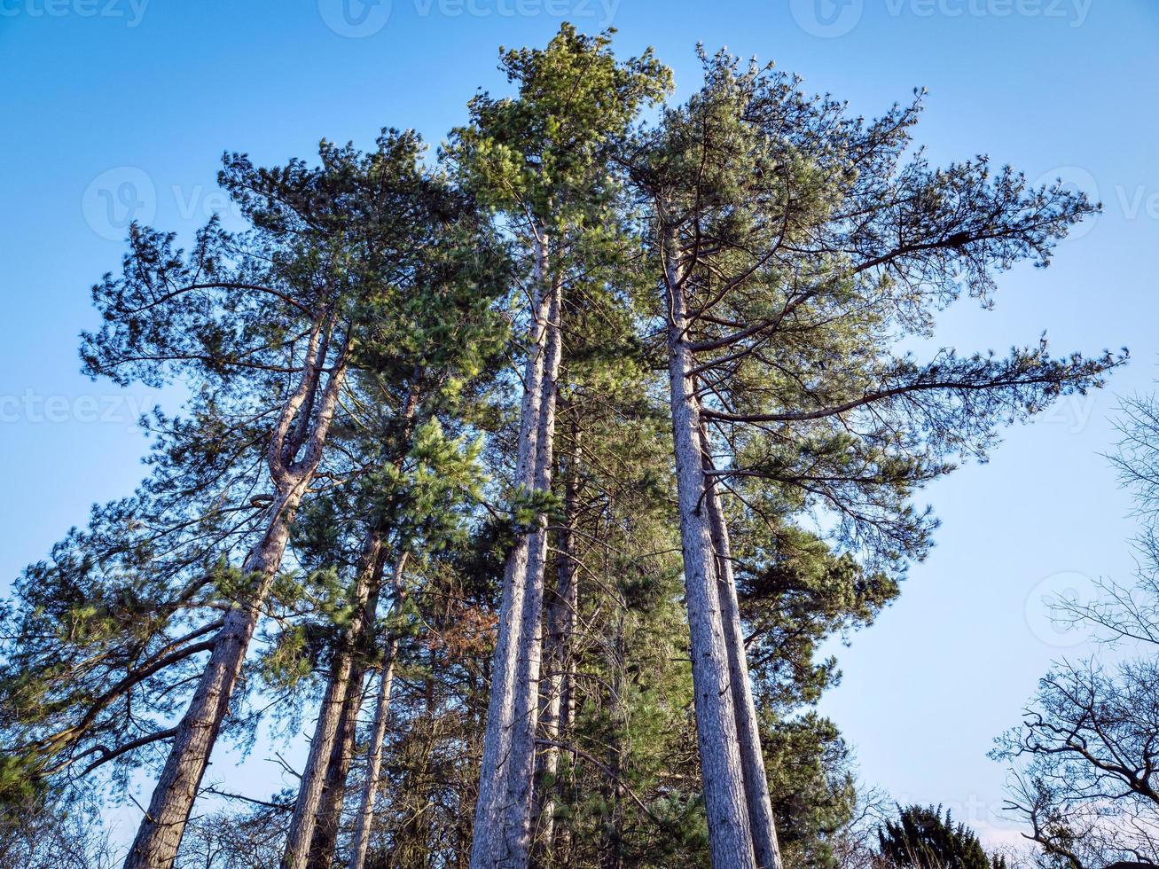 Tall pine trees in winter sunlight with a blue sky background photo