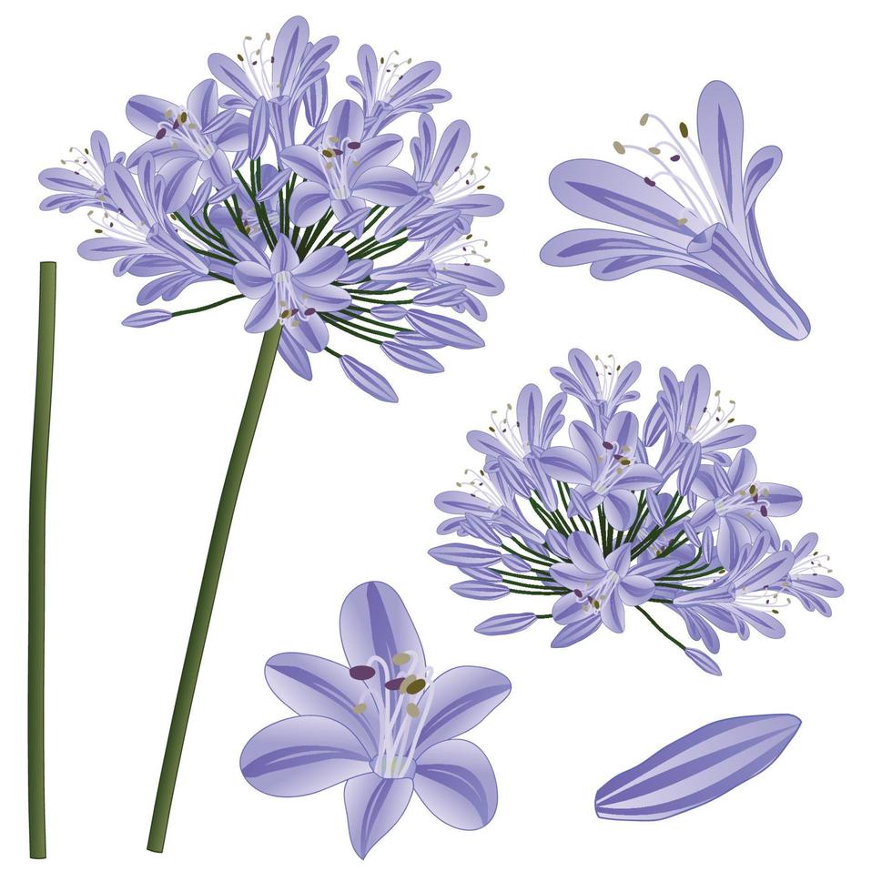 agapanthus púrpura azul - lirio del nilo, lirio africano. ilustración vectorial aislado sobre fondo blanco vector