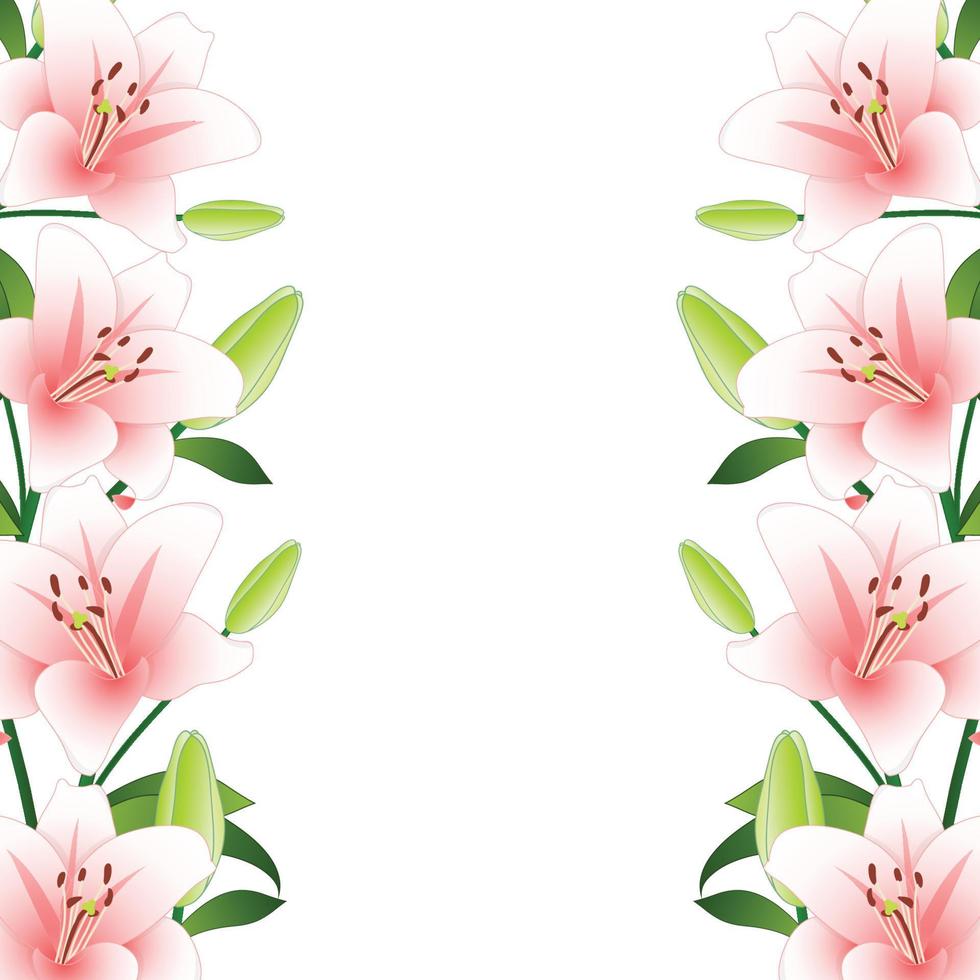 Pink Lily Border on White Background vector