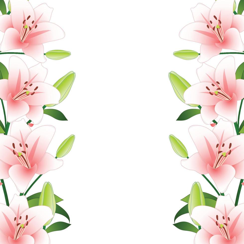 Pink Lily Border on White Background vector