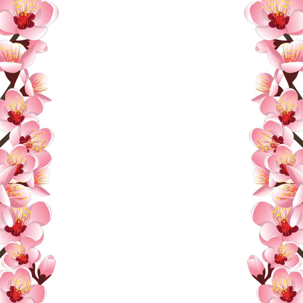Prunus persica - Peach Flower Blossom Border vector