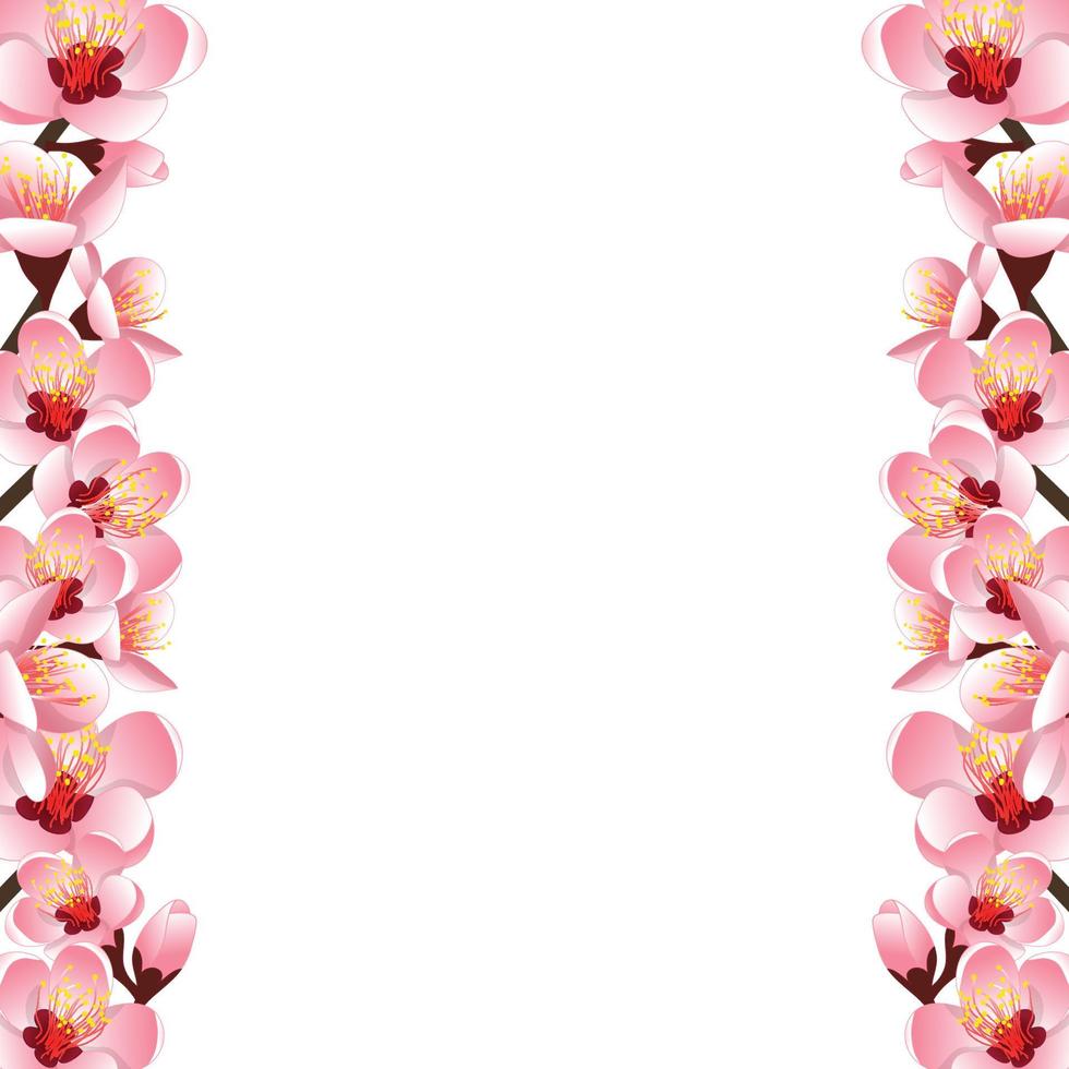 Prunus persica - Peach Flower Blossom Border vector