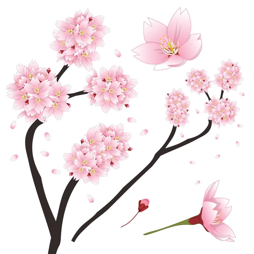 Prunus serrulata - Pink Cherry blossom, Sakura. National Flower of Japan. vector