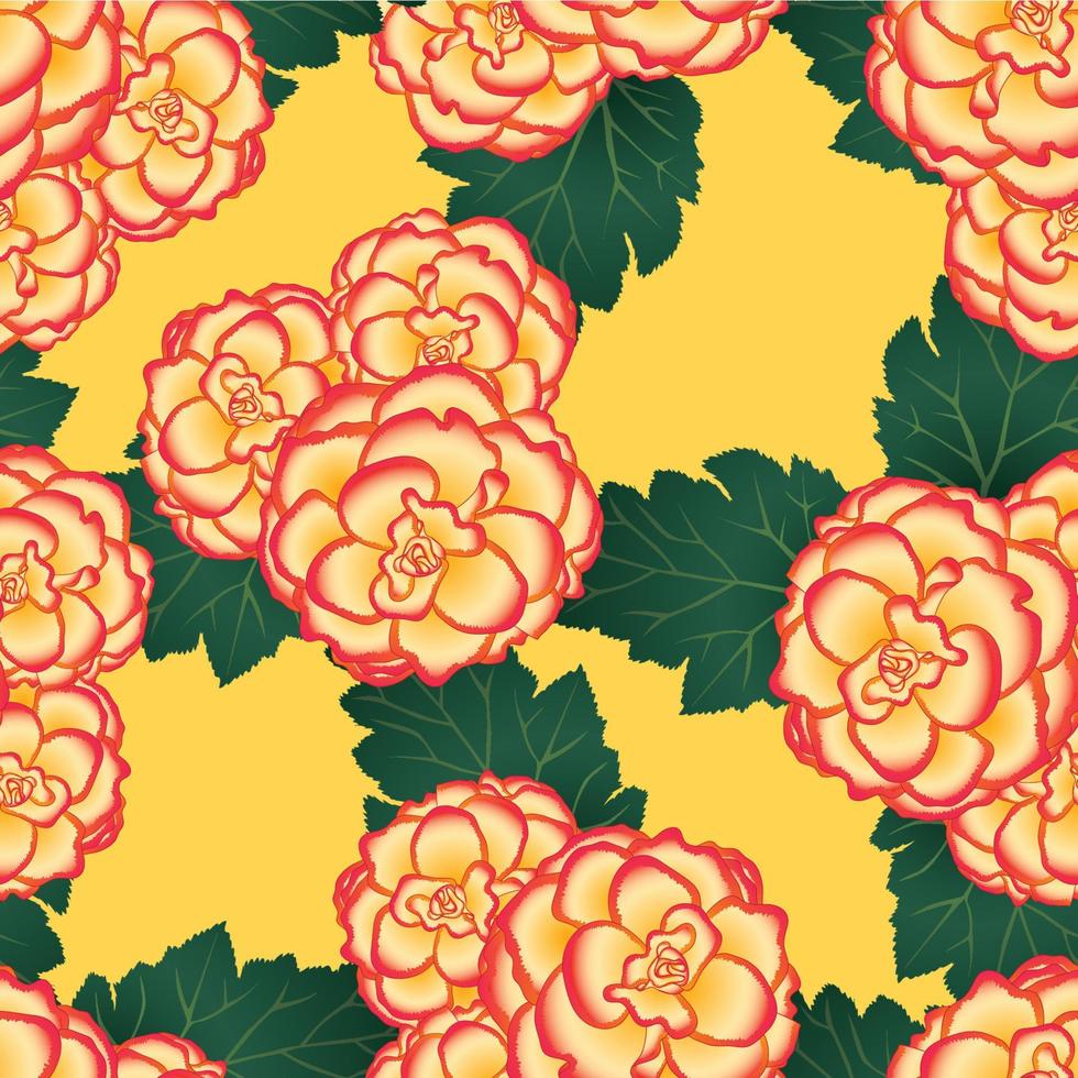 Begonia Flower, Picotee Sunburst on Yellow Background. vector