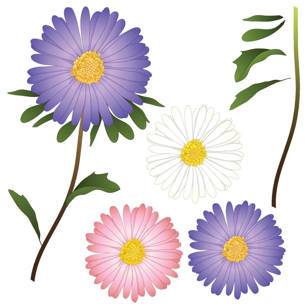Purple, Pink and White Aster Flower. isolated on White Background. Vector Illustration