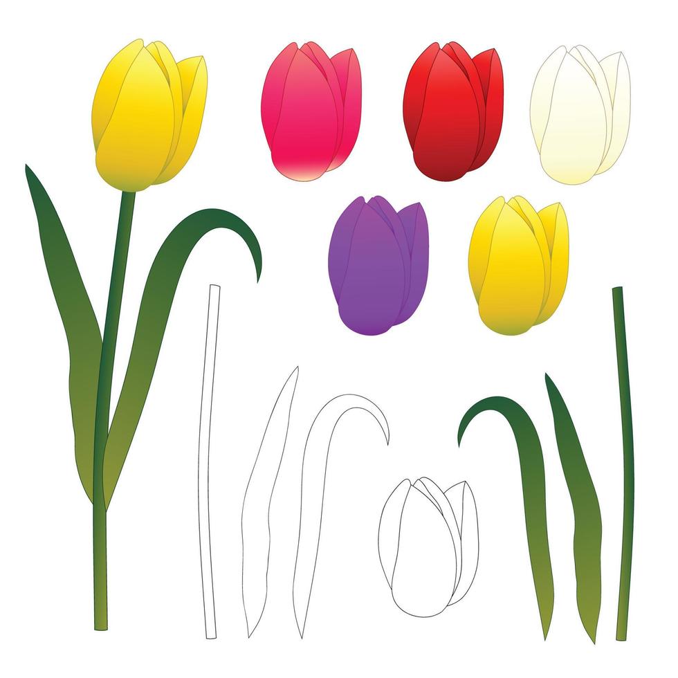 Yellow Pink Red Purple White Tulips and Outline. vector