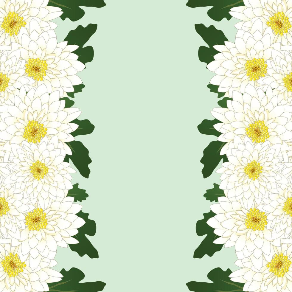 White Mum, Chrysanthemum Flower Border vector