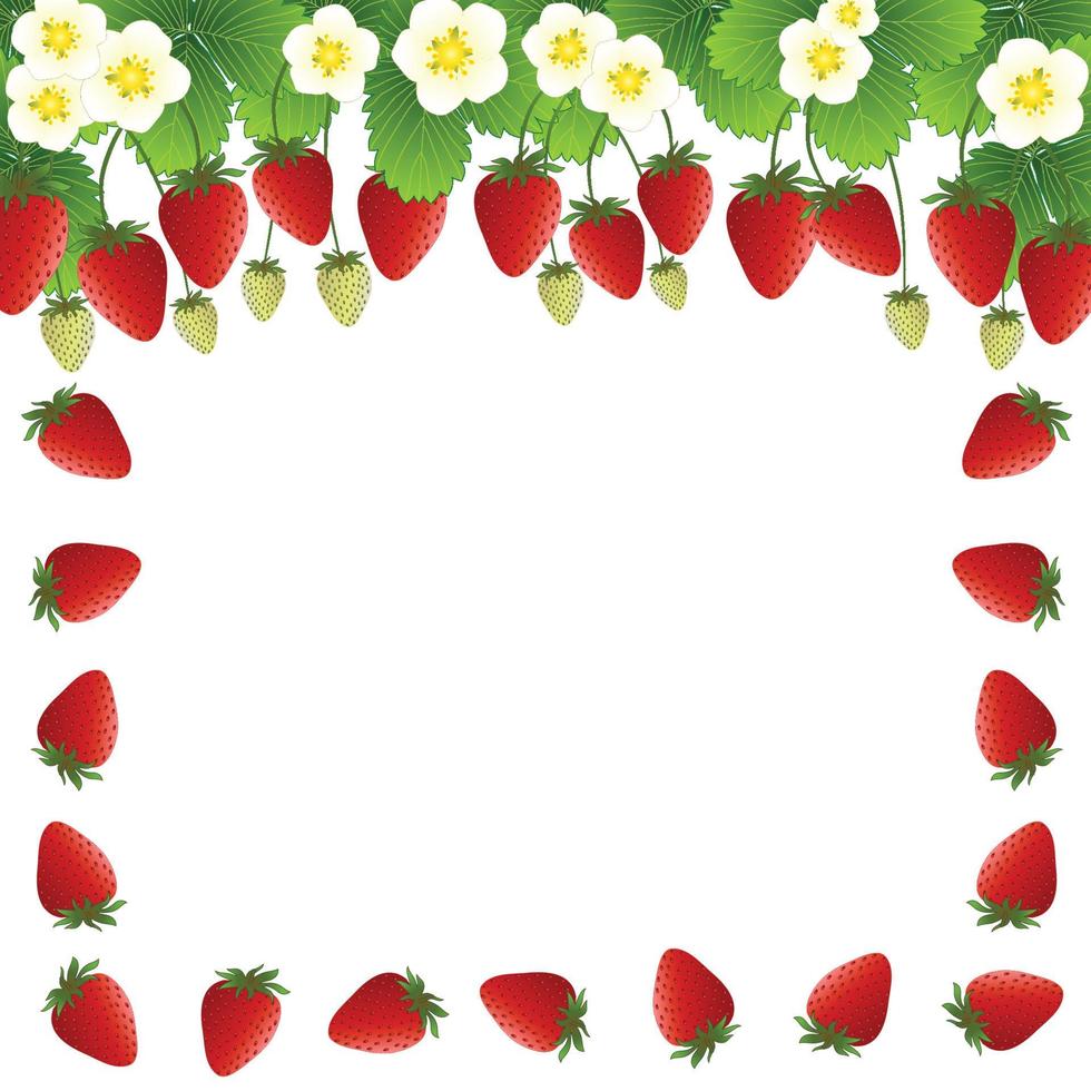 Red Strawberry and Flower Frame on White Background vector
