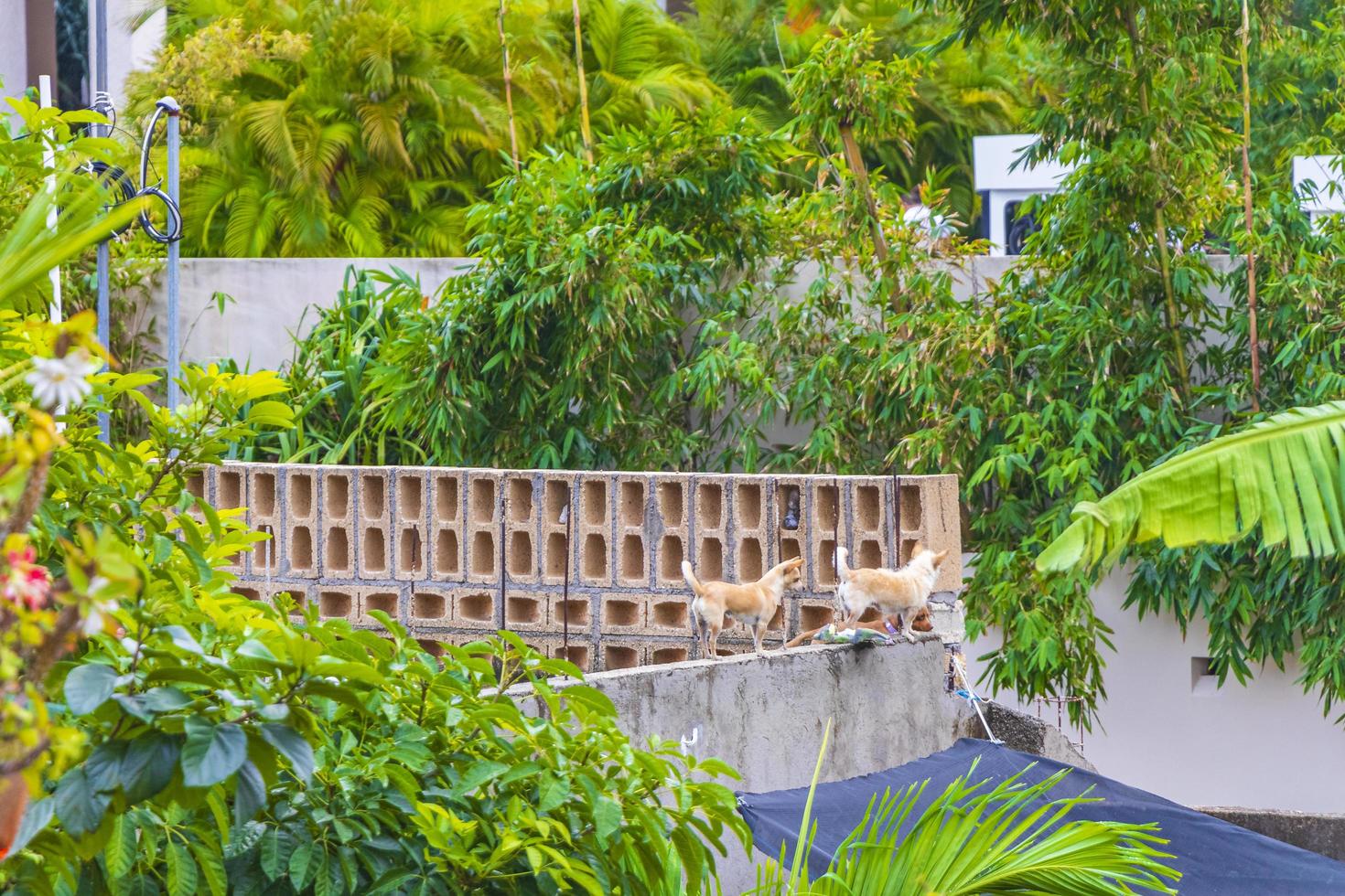 Little cute Chihuahua dogs are barking from the terrace Mexico. photo