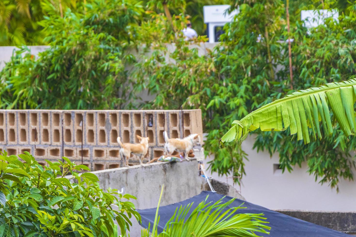 pequeños perros chihuahua lindos están ladrando desde la terraza méxico. foto