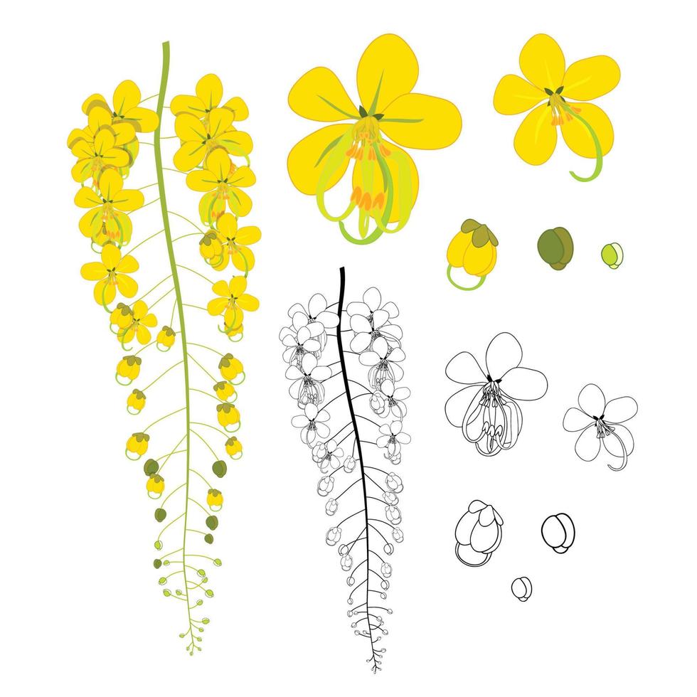 Cassia Fistula - Golden Shower Flower with Sketch vector