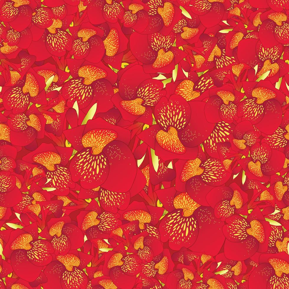 fondo transparente de lirio canna rojo vector