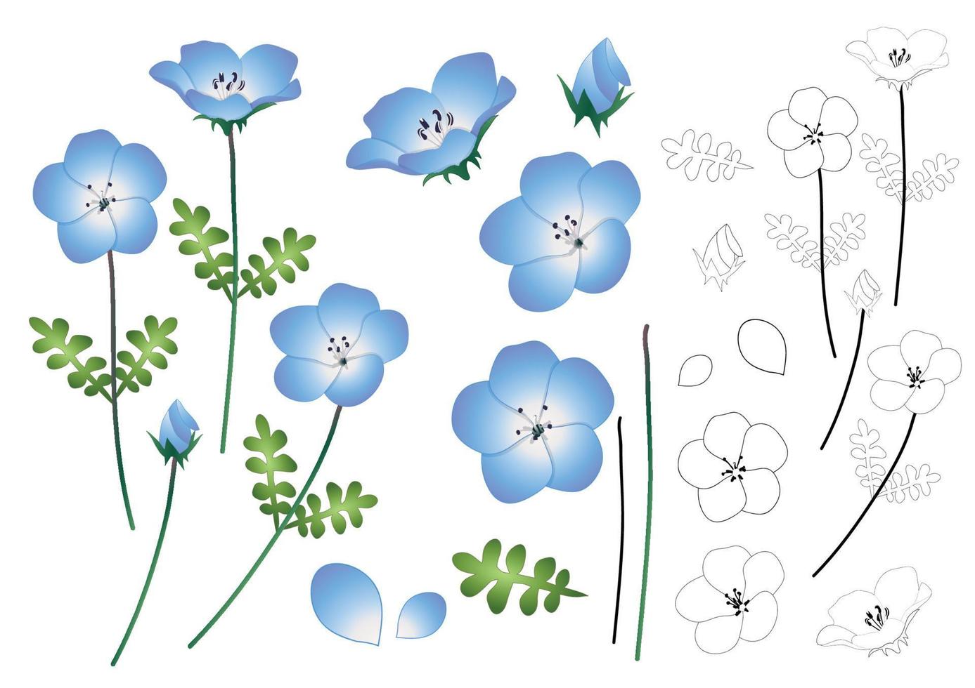 contorno de flor de ojos azules de bebé nemophila vector