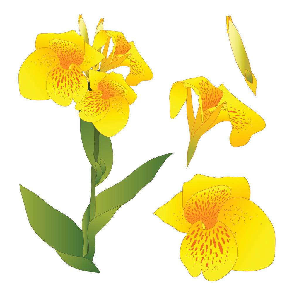 Yellow Canna indica - Canna lily, Indian Shot. Isolated on White Background. Vector Illustration