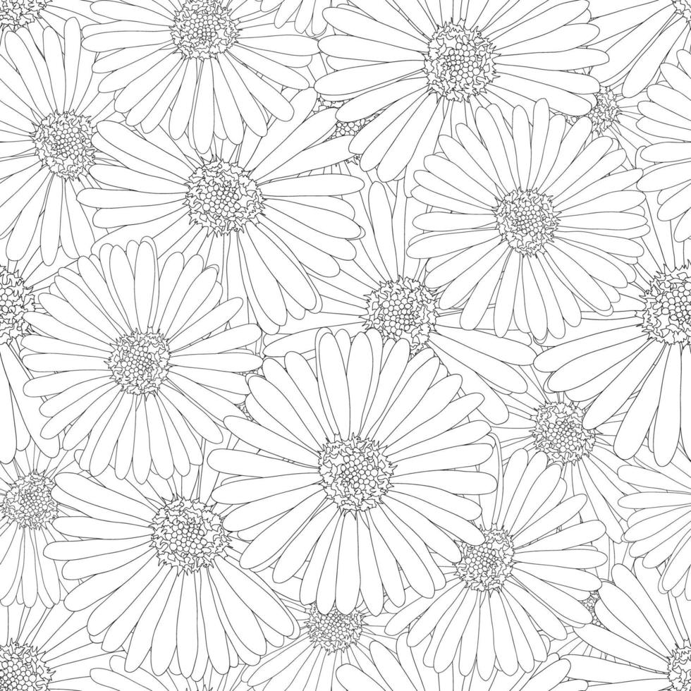 aster, margarita flor contorno fondo transparente vector