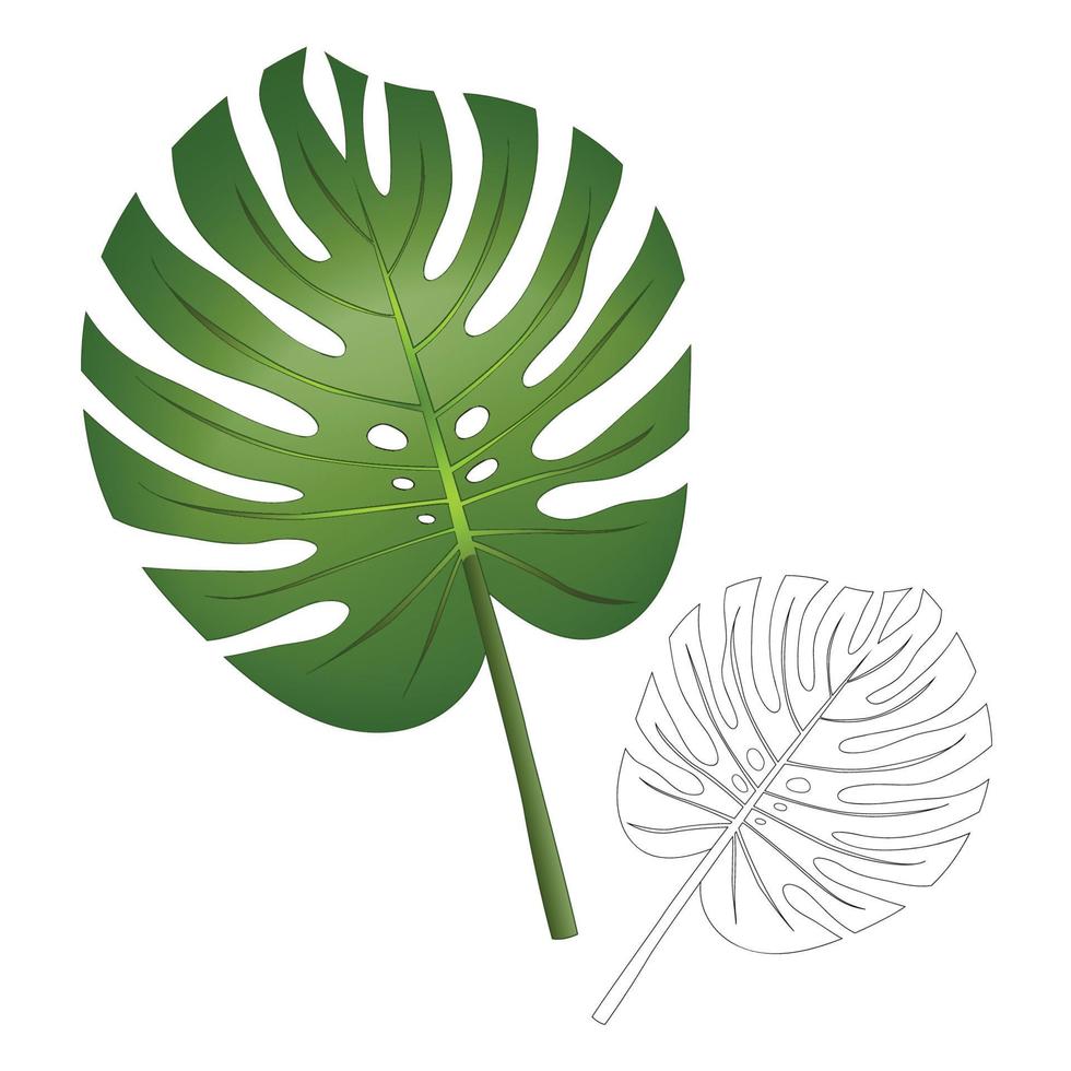 hoja de filodendro monstera aislada sobre fondo blanco. vector