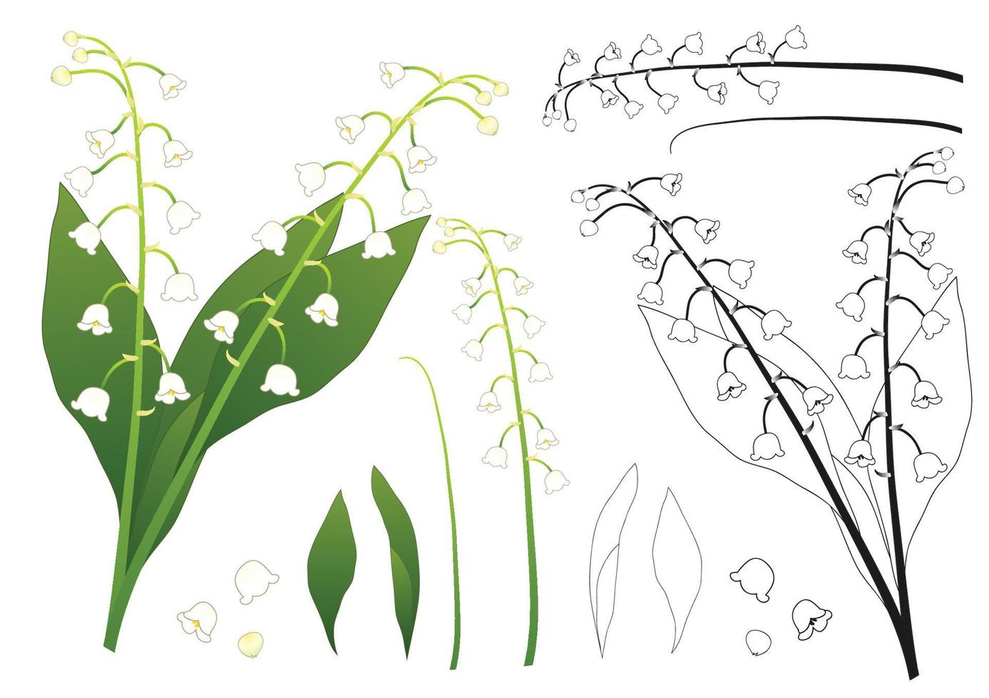 White Lily of the Valley Outline vector