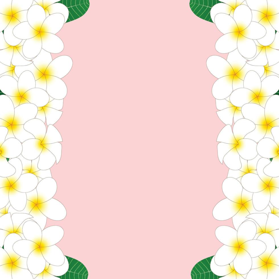 White Plumeria Border vector