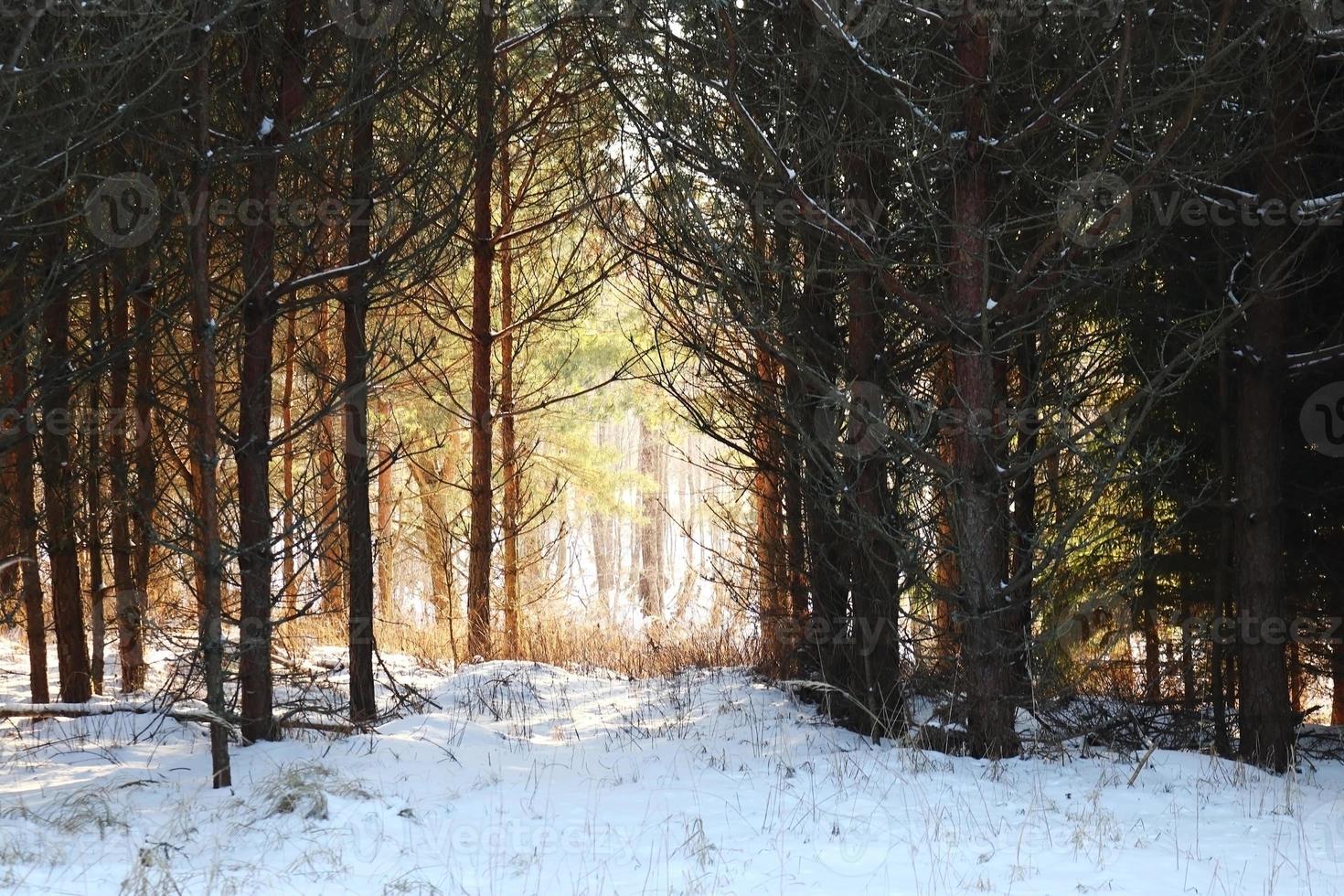 Forest path in winter woods with sunlight photo