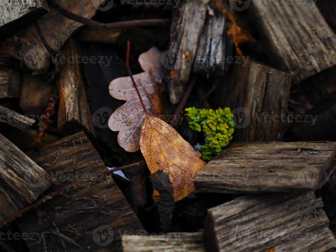 Dry autumn tree leaves hiding in pieces of wood with green moss photo