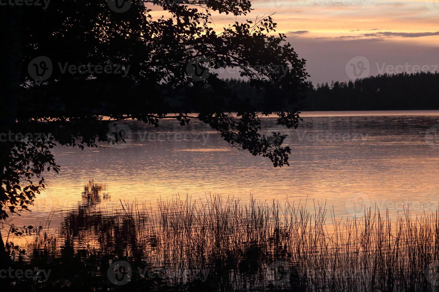 lago enmarcado por rama de árbol y caña a la luz del atardecer foto