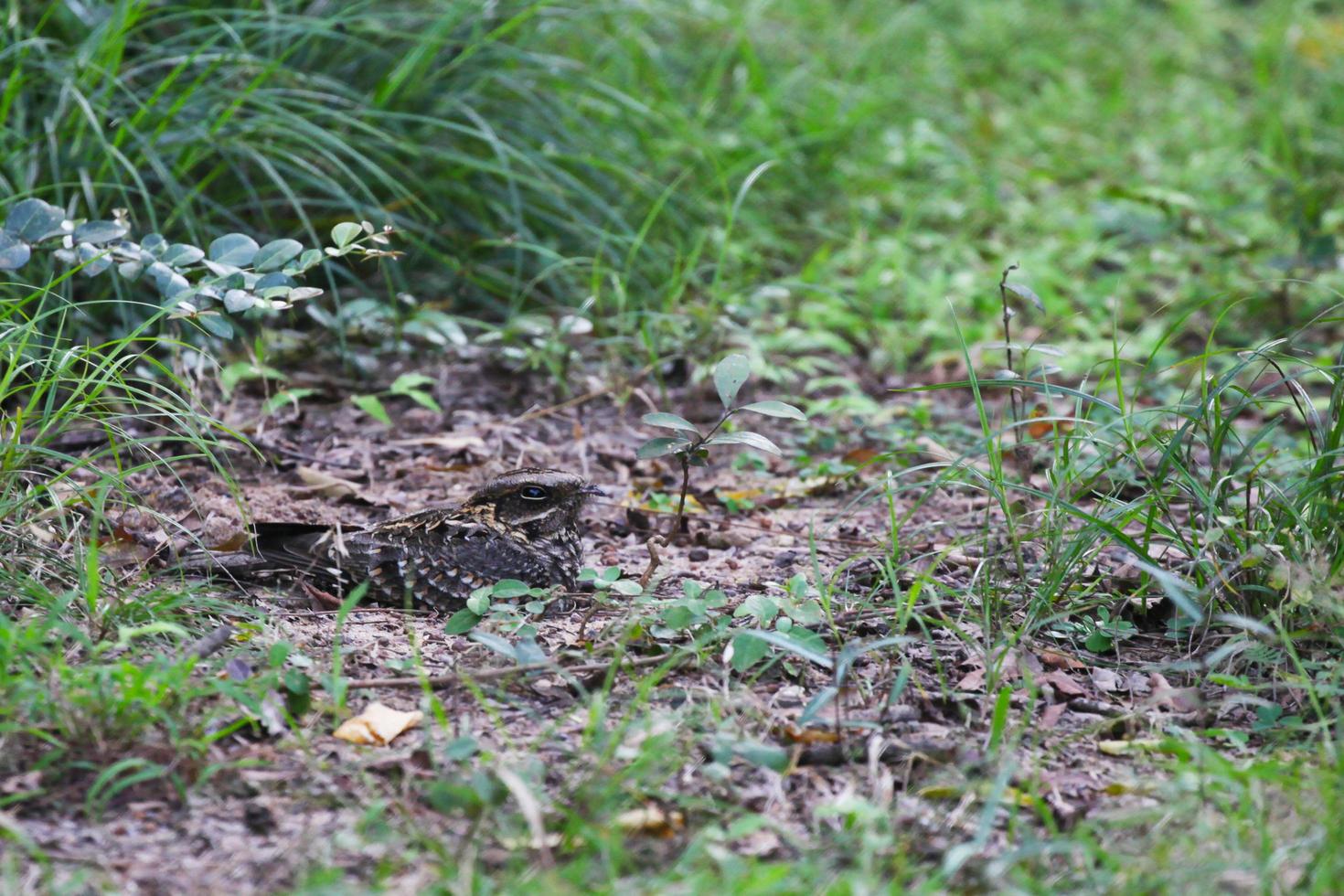 Birds in their Habitat photo
