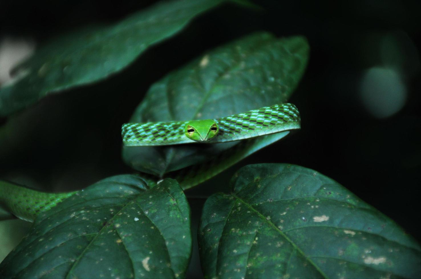 Beauty of western Ghats photo