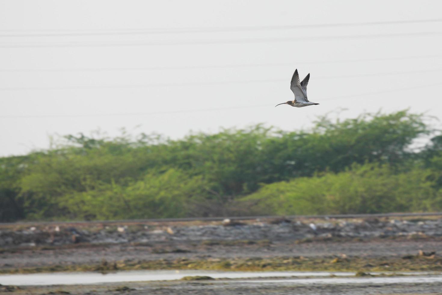 Birds in their Habitat photo