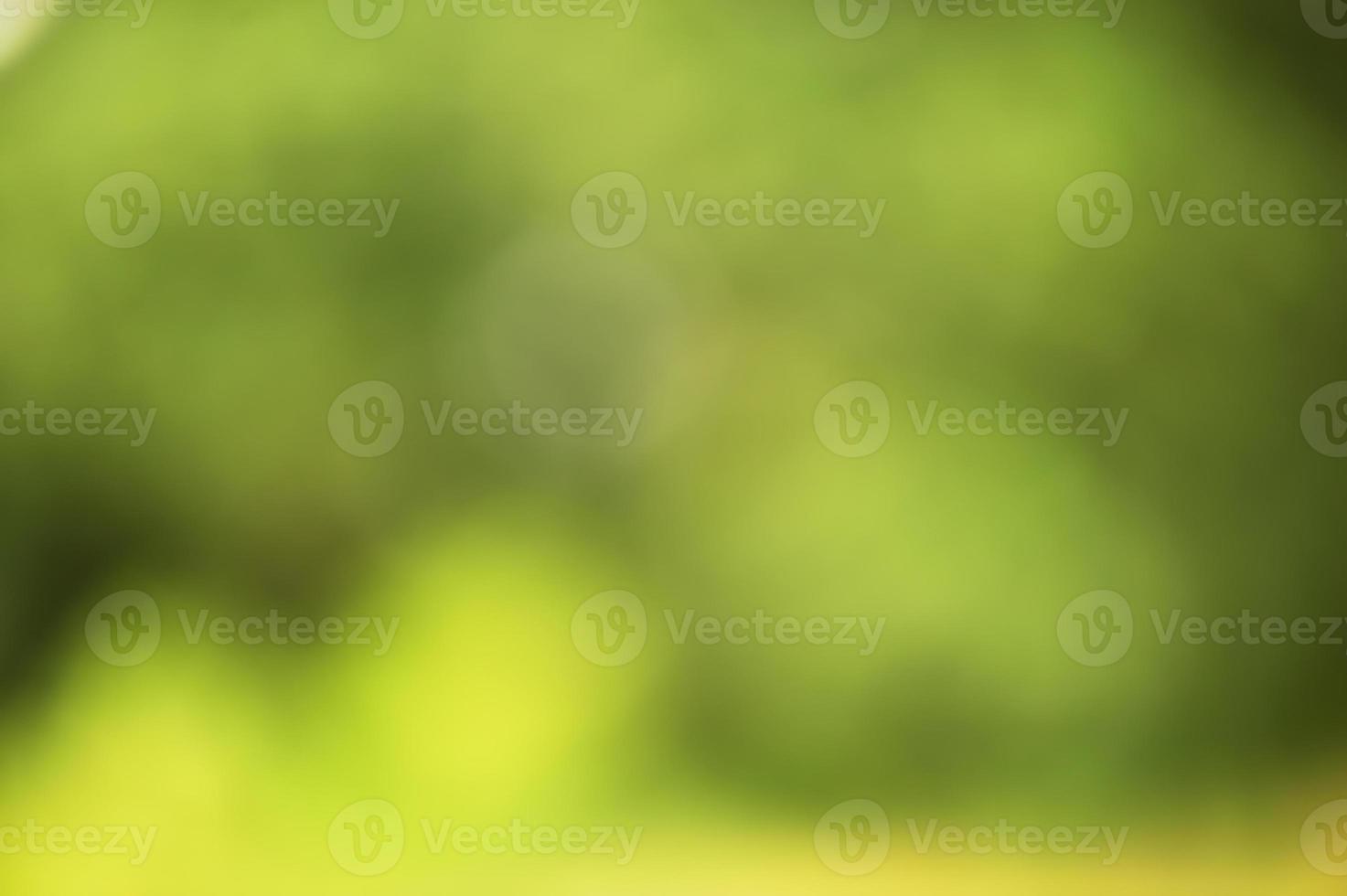 Defocus greenery forest. Blurred natural green background. photo