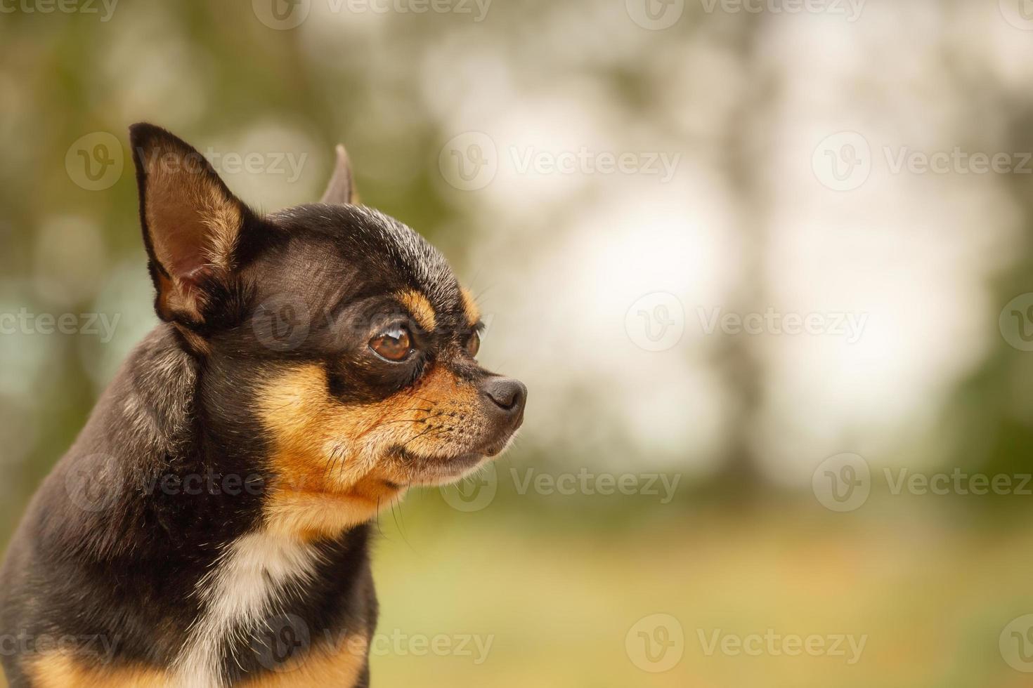 animal doméstico, perro tricolor chihuahua tamaño mini. perro en el contexto de un telón de fondo borroso. foto