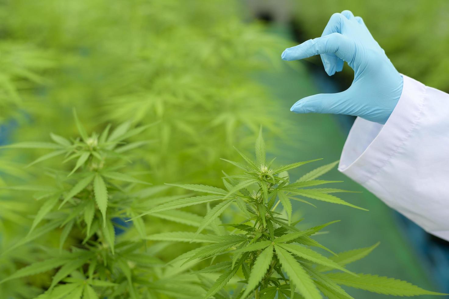 Concept of cannabis plantation for medical, a scientist holding a test tube on cannabis sativa farm. photo