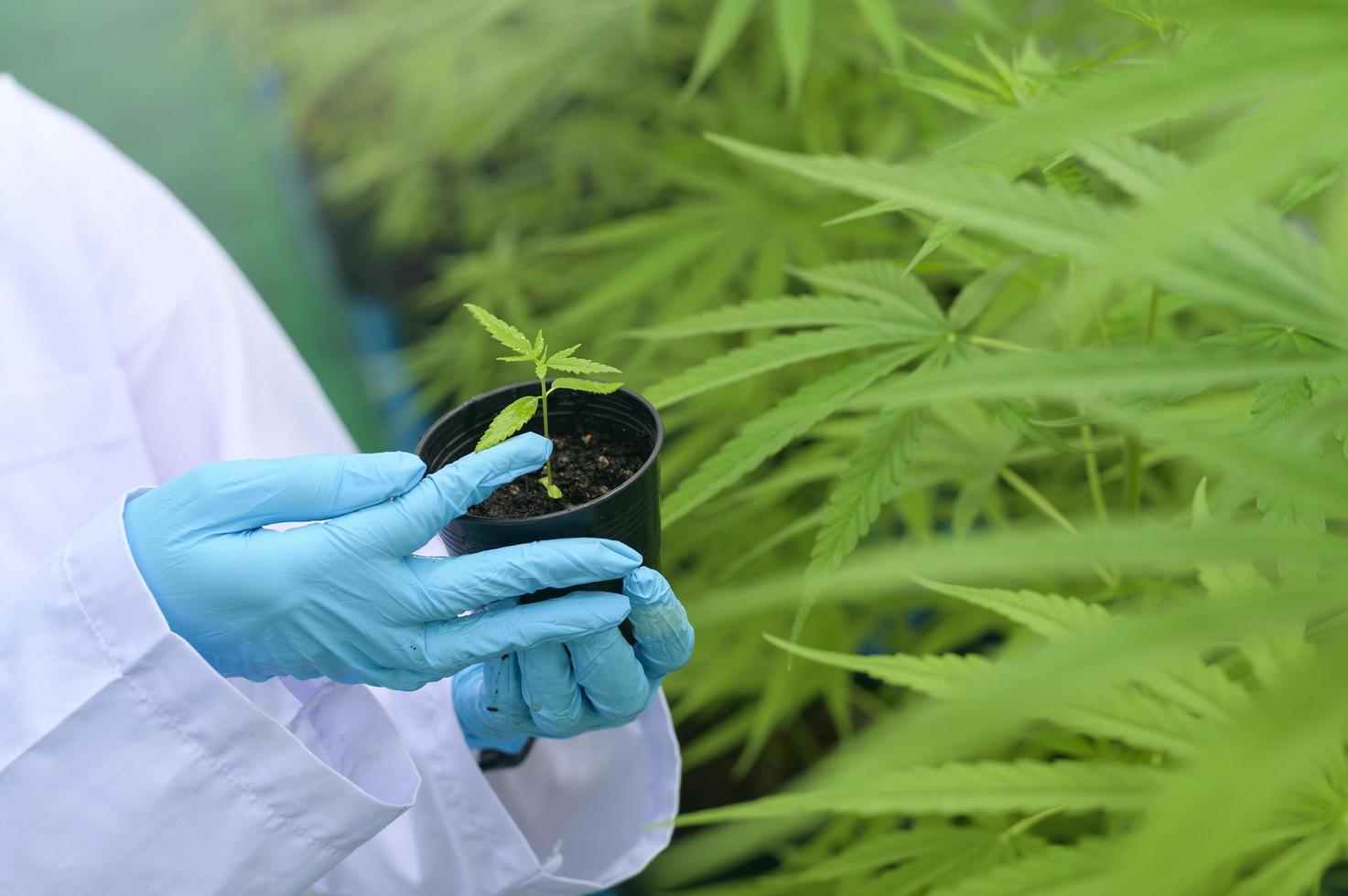 un científico sostiene plántulas de cannabis en una granja legalizada. foto