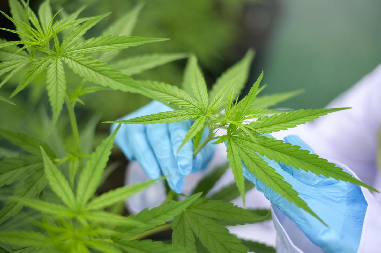 Close up of scientist's hand with hemp leaves at indoor cannabis farm, medical and biology concept. photo