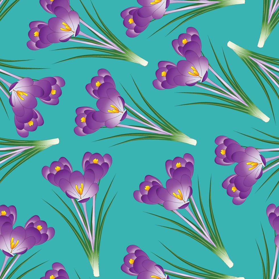 Purple Crocus Flower on Green Teal Background vector