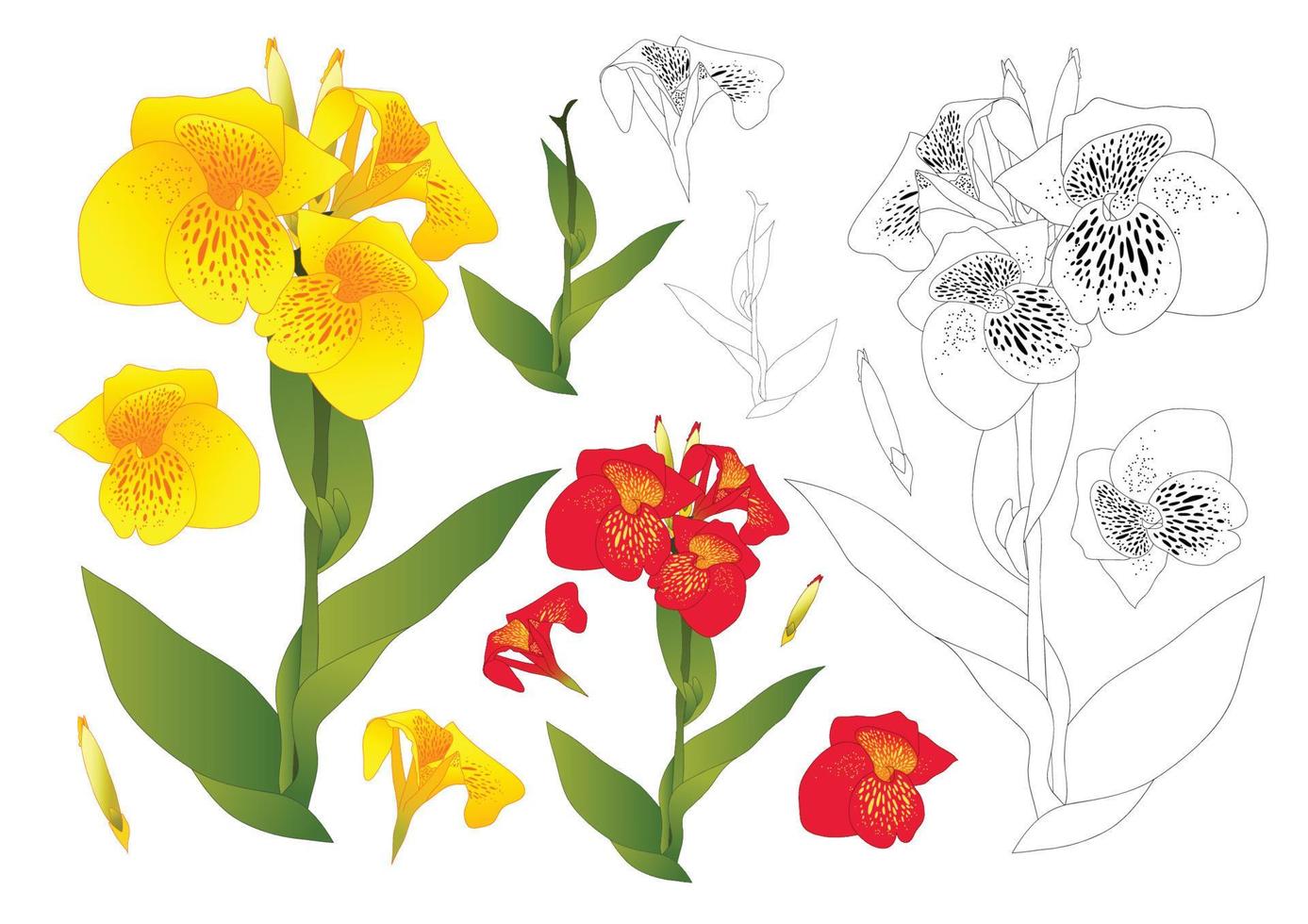 Yellow and Red Canna Lily Flower Outline vector