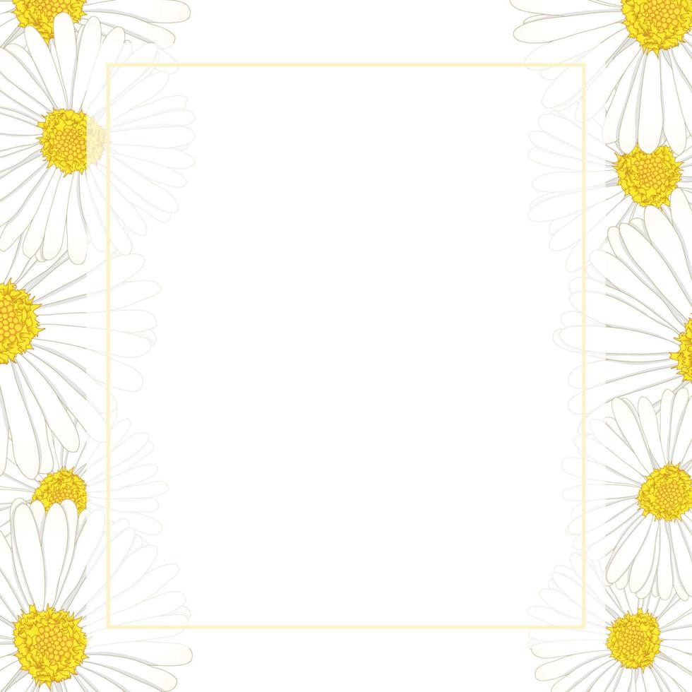 White Aster, Daisy Flower Banner Card Border vector