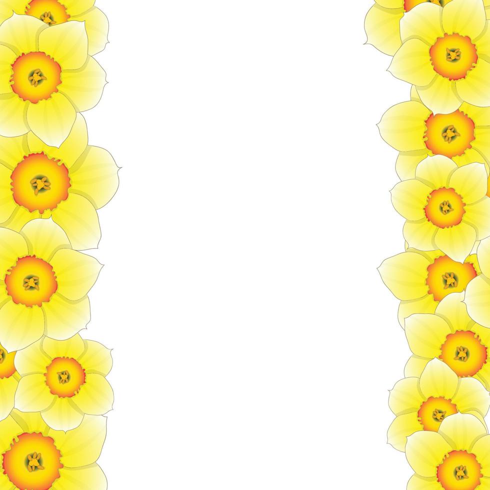 Yellow Daffodil - Narcissus Flower Border vector