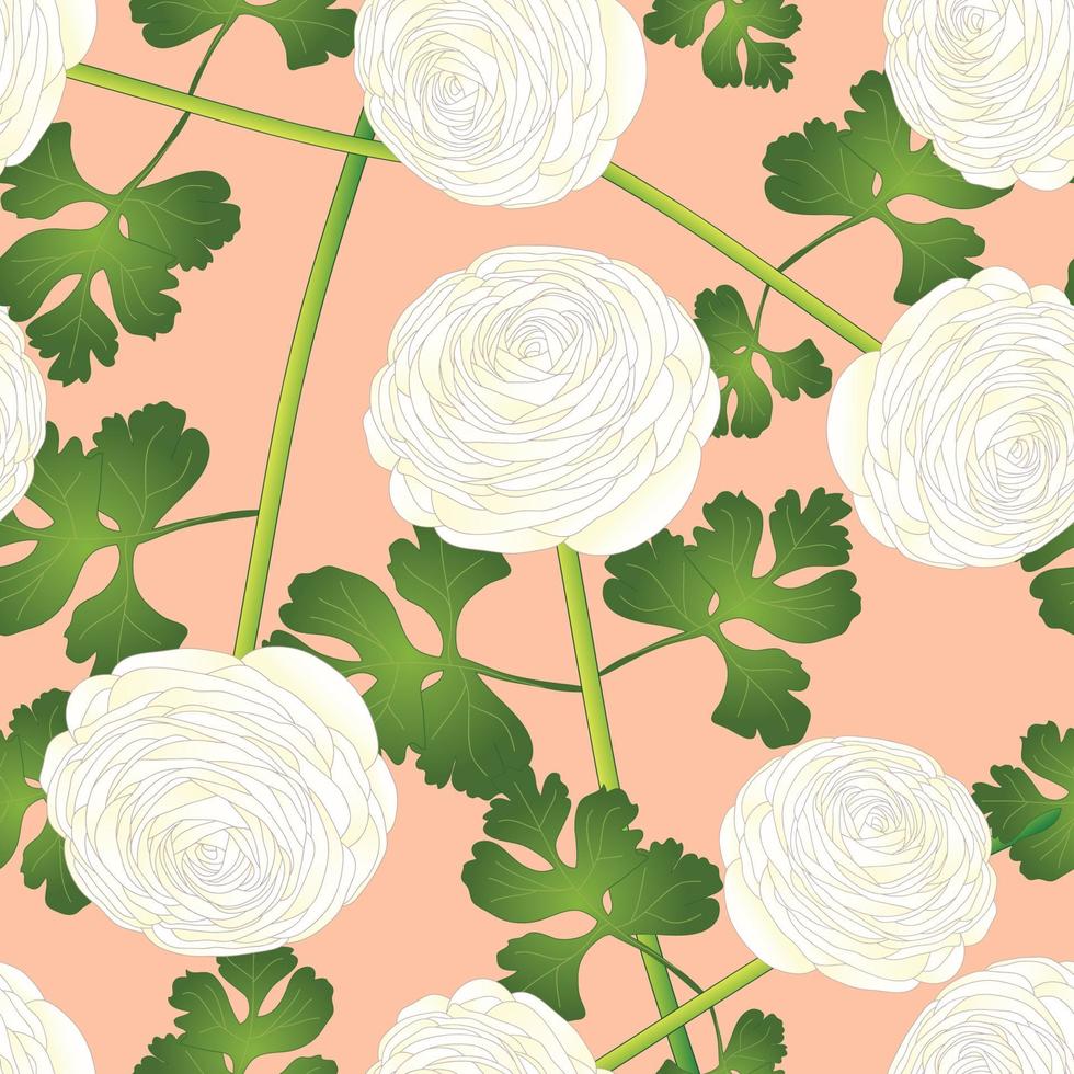 White Ranunculus Flower on Salmon Pink Background vector