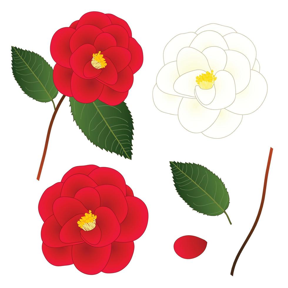 flor de camelia blanca y roja. aislado sobre fondo blanco. ilustración vectorial vector