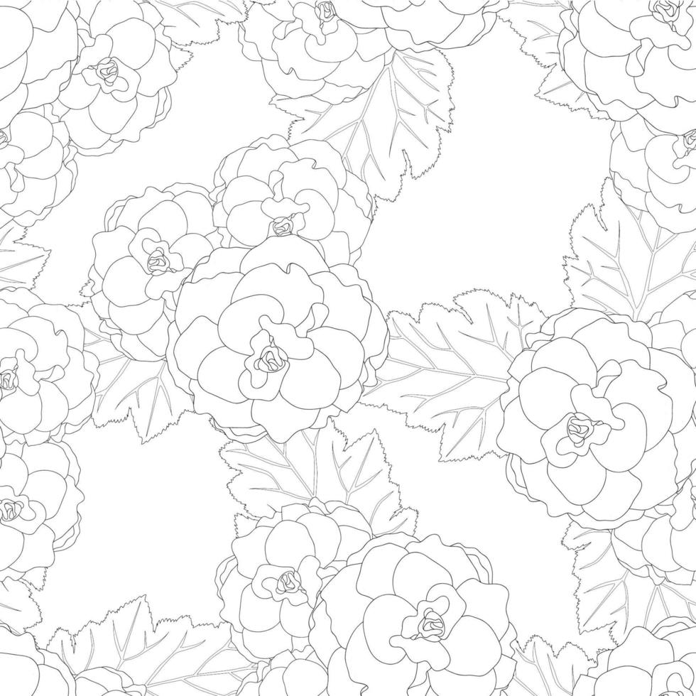 Begonia Flower, Picotee Outline White Background vector