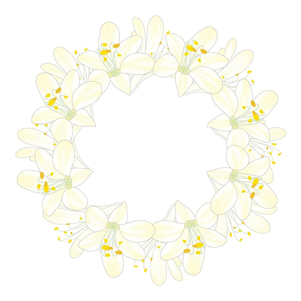 Snow White Agapanthus Wreath. vector