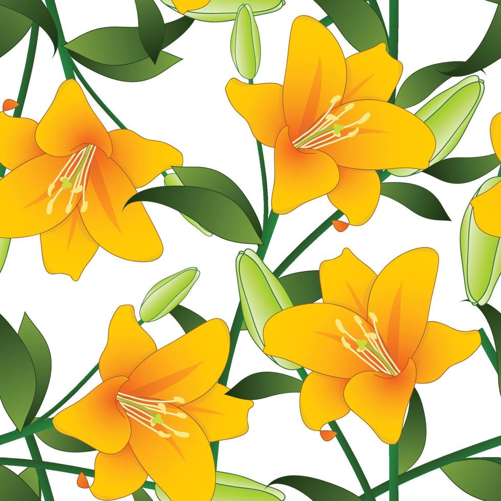 Orange Lily on White Background vector