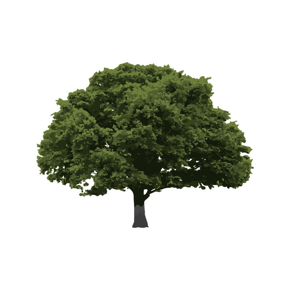 Old oak tree isolated on white background, vector illustration