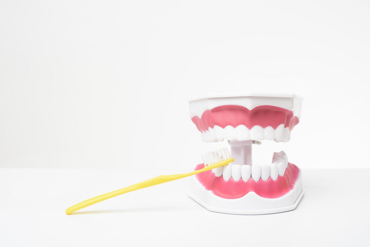 modelo de dientes artificiales sobre fondo blanco de demostración de cuidado dental foto