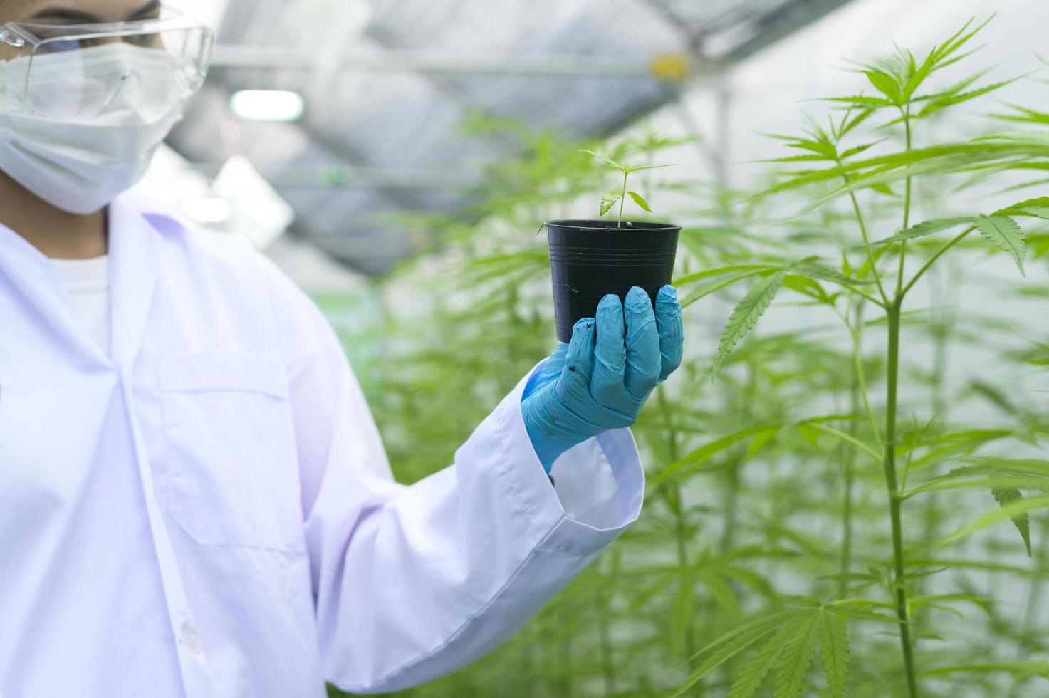 a scientist is holding cannabis seedlings in legalized farm. photo